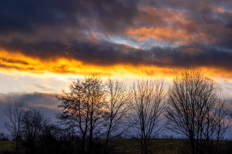 Some trees during sunset.